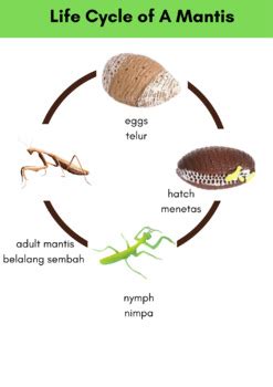 Life Cycle Of A Praying Mantis Daur Hidup Belalang Sembah Diagram My Xxx Hot Girl