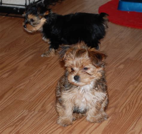 Maybe you would like to learn more about one of these? Shorkie Puppies: Montana - 8 wk Shorkie