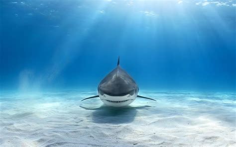 Download Wallpapers White Shark Seabed Underwater World Predator