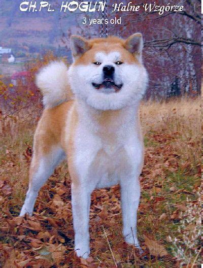 Ayane Japanese Dog Breeds Japanese Dogs Akita Dog Nihon Kennel