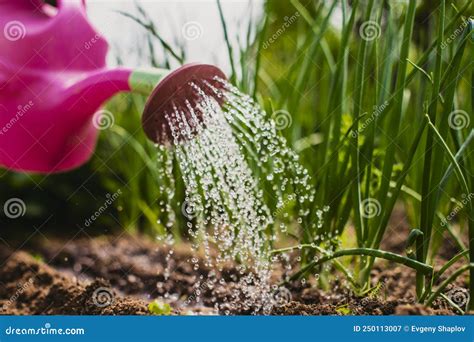 Watering Vegetable Plants On A Plantation In The Summer Heat With A