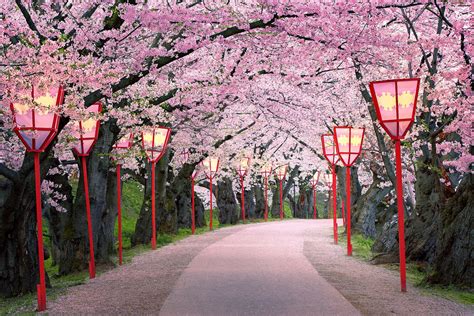 Path Into Spring Sakura Cherry Blossom In Hirosaki Park Flickr