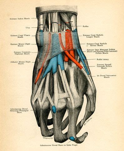 The human muscular system is complex and has many functions in the body. Pin by The Stepping Stones Group on Hand Therapy | Medical ...