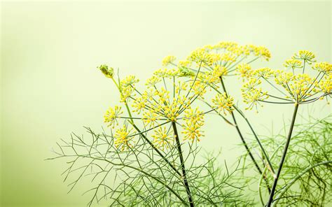 Yellow Fennel Flowers 2104296 Stock Photo At Vecteezy