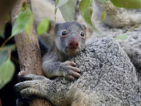 Wildlife Park Celebrates Birth Of Seven Koalas Shropshire Star