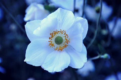 Free Images Nature Blossom White Flower Petal Bloom Summer