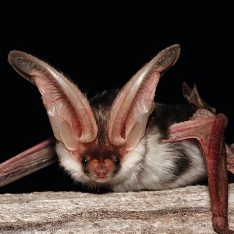 Blmnational On Bat Species Mammals Bat Photos