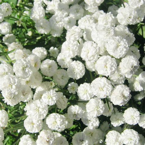 White Flowers Flowers World