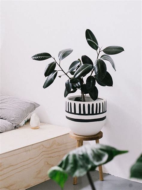 Potted Plants Indoor Plants Pop And Scott Plant Pot Diy Painted