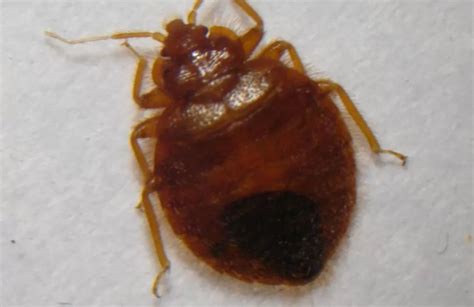Bed Bug Look Alikes Agricultural Biology