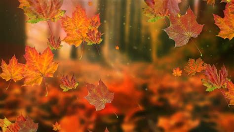 Autumn Leaves Falling In Slow Stock Footage Video 100