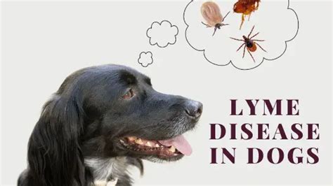 Lyme Disease In Dogs Dog Breeds Central