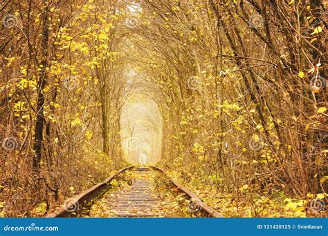 Fall Autumn Tunnel Of Love In Klevan Ukraine Stock Image Image Of