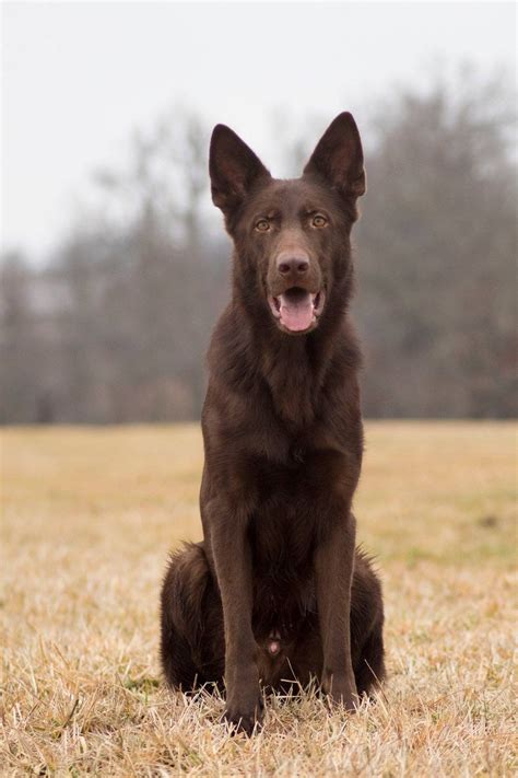 Liver Colored German Shepherds