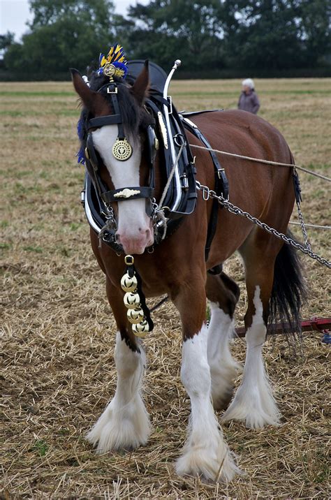 Shire Horse Using A Drag Harrow Beyton Heavy Horse Show 23 Flickr