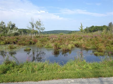 beautiful sussex county wetlands sussex county bucolic breath of fresh air wetland country