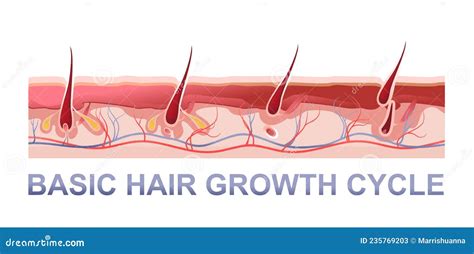 Human Hair Growth Phases Educational Poster Stock Vector Illustration