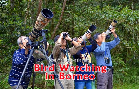 Bird Watching In Borneo