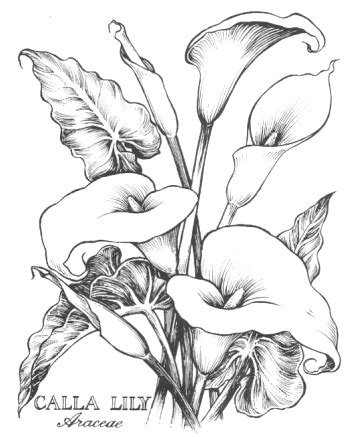 Calla Lily Drawings Google Search Arte Lilies Drawing Coloring