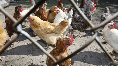 Backyard Chickens Are Blamed For Rising Number Of Salmonella Outbreaks