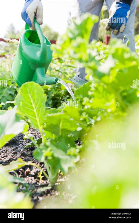 Man With Green Watering Can Pouring Water On Growing Vegetables Stock