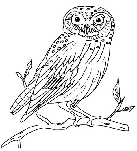 Snowy Owl Coloring Page Animals Town Animals Color Sheet Snowy