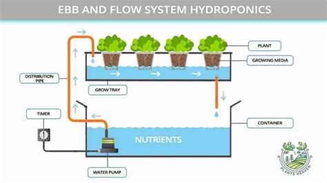Sistem Ebb And Flow 👉👌teknik Hidroponik Sistem Ebb And Flow Panchids