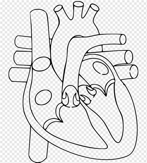 Coração Corpo Humano Diagrama De Anatomia Sistema Circulatório Coração
