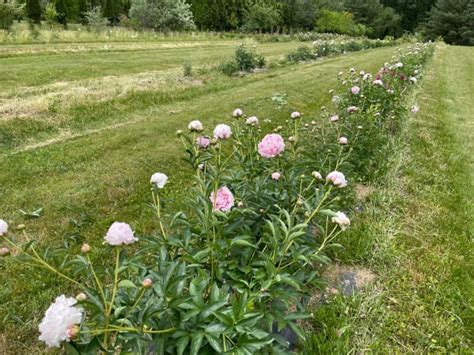 How To Plant Peony Tubers In The Fall Dengarden