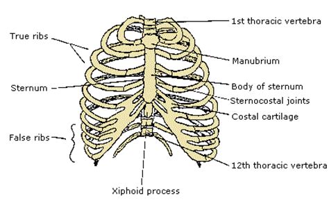 Torso, brain(2parts),heart, esophagus trachea and features: Physiology - Bones in the human body