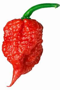 What Are The Peppers In The World 2022 List Chili Pepper Madness