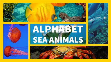 Alphabet Sea Animals Learn Abc Alphabet Phonics Sound And Sea Animal