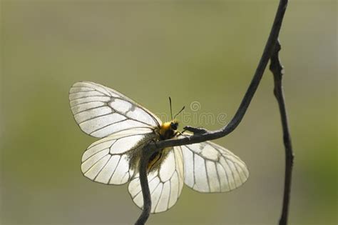 A White Butterfly Stock Photo Image Of Rest Decorative 30764432