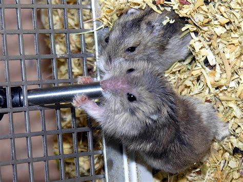 15 Fun Facts About Hamsters Discover Walks Blog