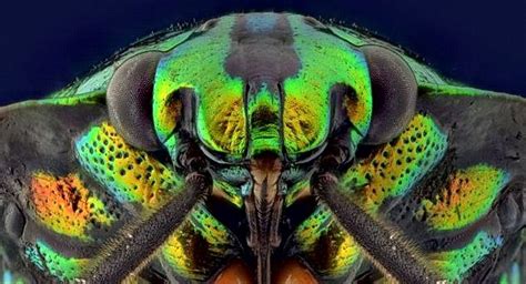 Fascinantes Fotografías De Caras De Insectos Insectos Caras Fotografia