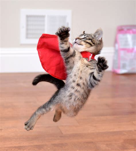 Super Kitten By Josh Norem 500px Kittens Cutest Kittens Funny Animals