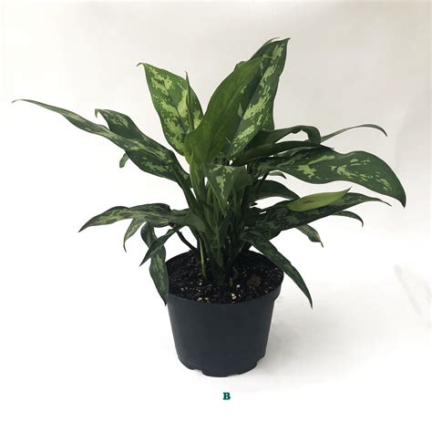 Potted Tropical Assorted Plant Sold Individually Alsip Home And Nursery