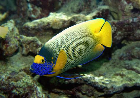 Top 10 Most Beautiful Fishes In The World The Mysterious World