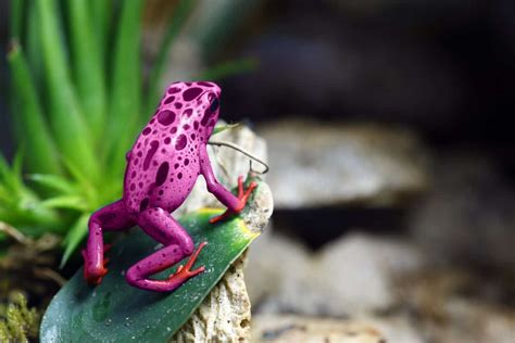 Pink Poisonous Frogs