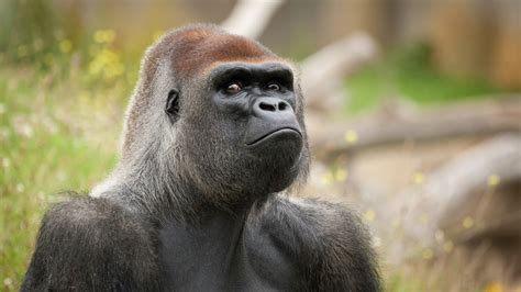 A Gorilla Monkey Is In Angry Mode And Staring Amazingly 4k Wallpaper
