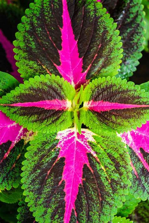 How To Create A Shade Garden With Coleus Shade Flowers Shade Plants