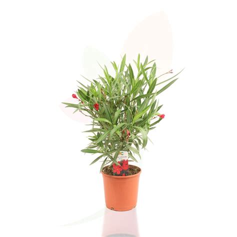 Oleander Nerium Oleander Son Port Compact Et Sa Floraison