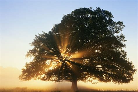 Oak Tree In Mist At Sunrise Пейзажи