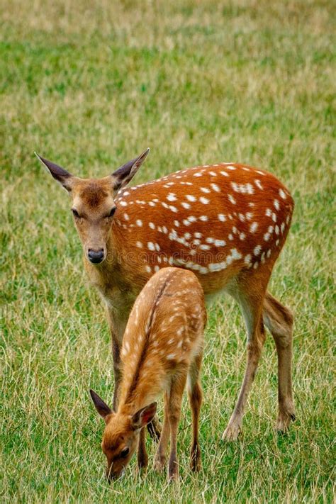 Mother Deer With Her Baby Deer Stock Image Image Of Background Fold