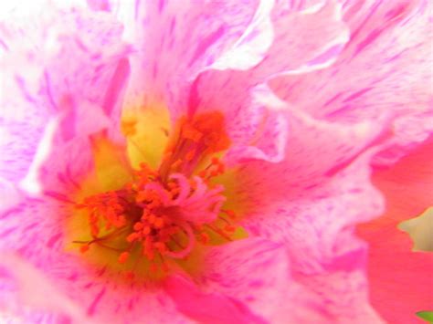 Fiery Center Of A Pink Moss Rose Photograph By Mary Sedivy Fine Art