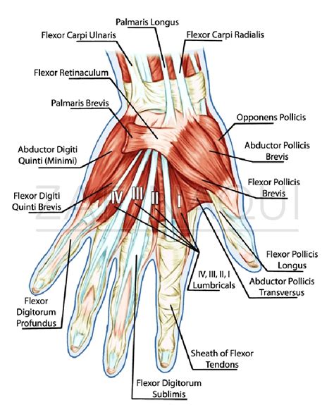 Finger Muscles Anatomy