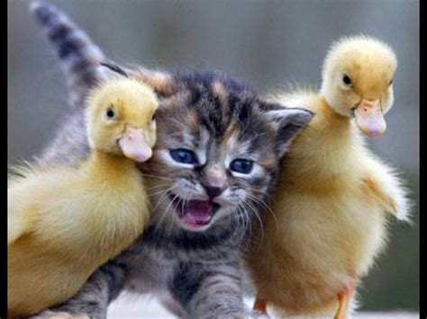 Kitty And The Ducks Cute Cats And Kittens Funny Cat Photos Cute Animals