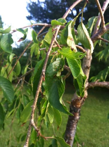 Weeping Cherry Tree Leaf