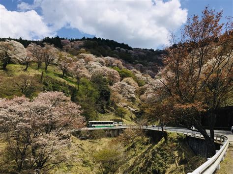 Travel Japan Where To See Cherry Blossoms In Nara Tokyo Weekender