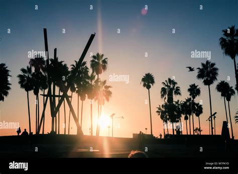 Venice Beach Sunset Los Angeles Palm Tree Silhouette Stock Photo Alamy